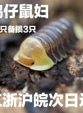 鼠妇鸭仔鼠妇西瓜虫宠物