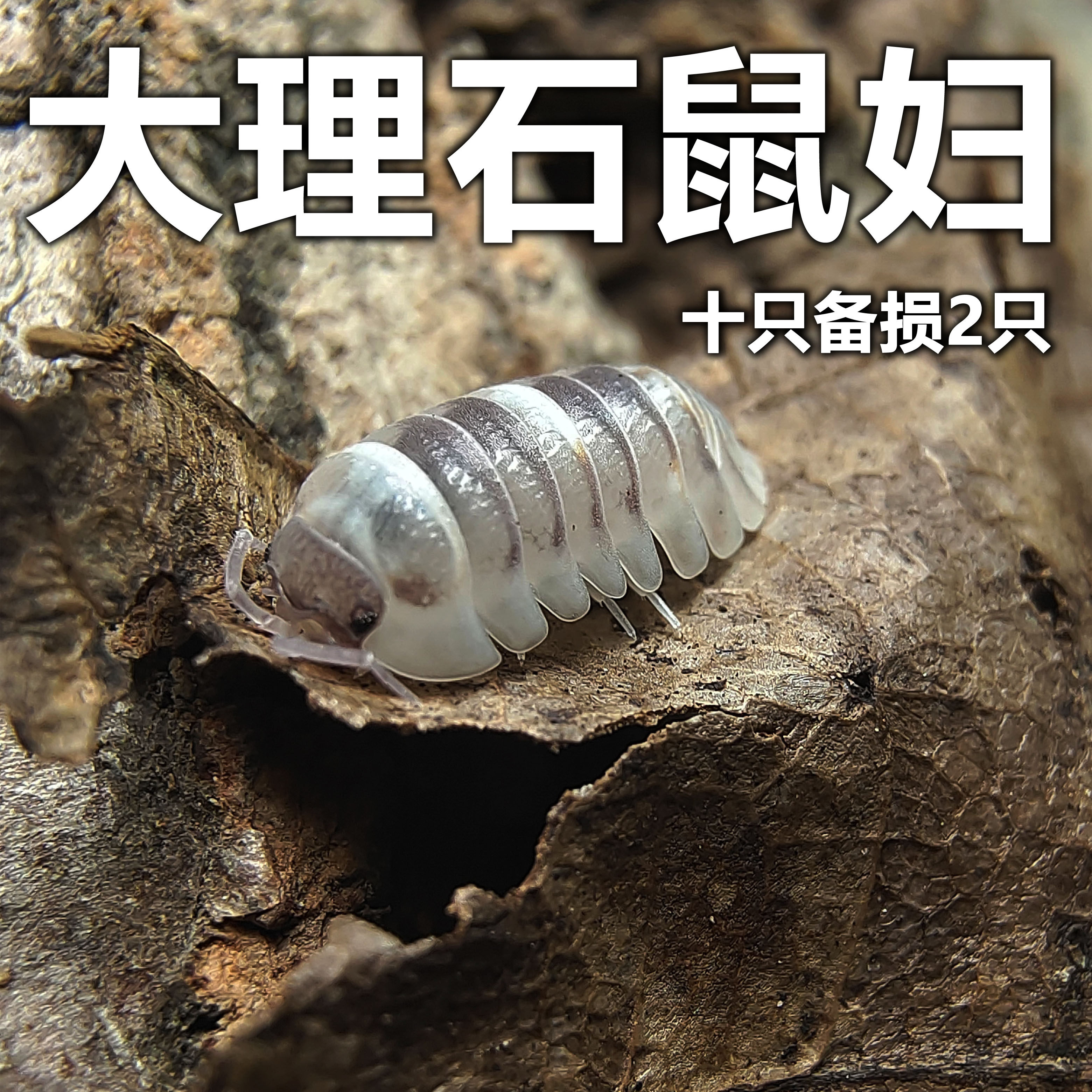 大理石鼠妇宠物西瓜虫潮虫爬虫宠特色爬宠/鸣虫