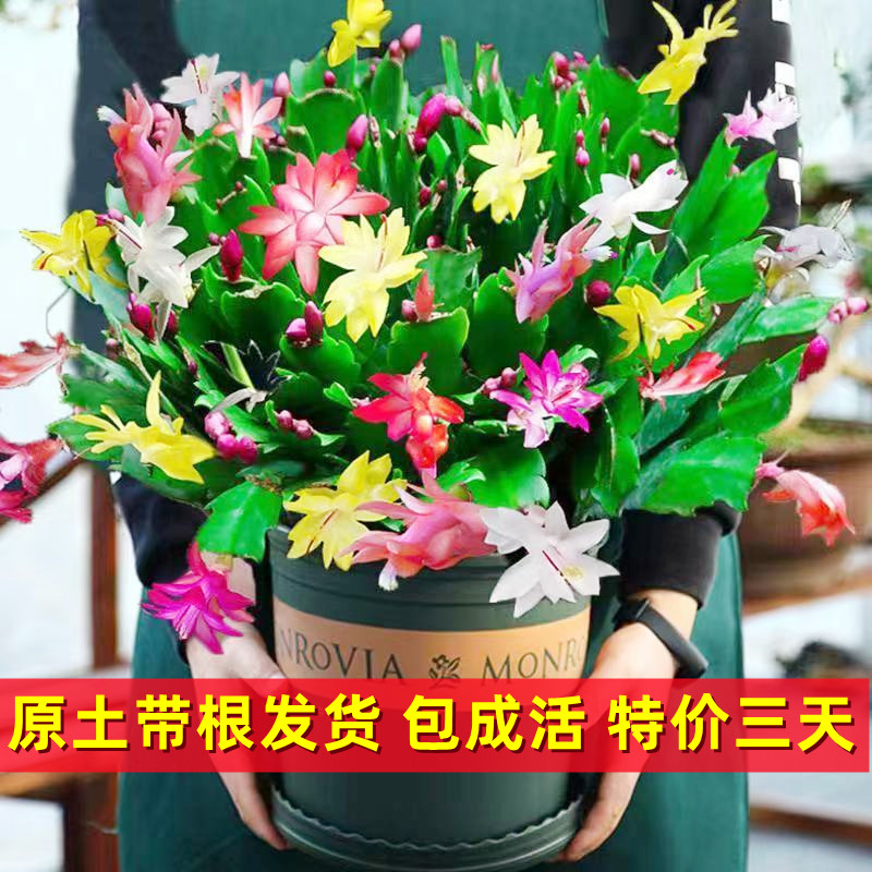 带花苞蟹爪兰盆栽室内花卉蟹爪兰花多肉植物蟹爪莲植物四季开花苗