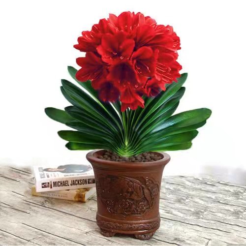 君子兰大苗花卉绿植盆栽