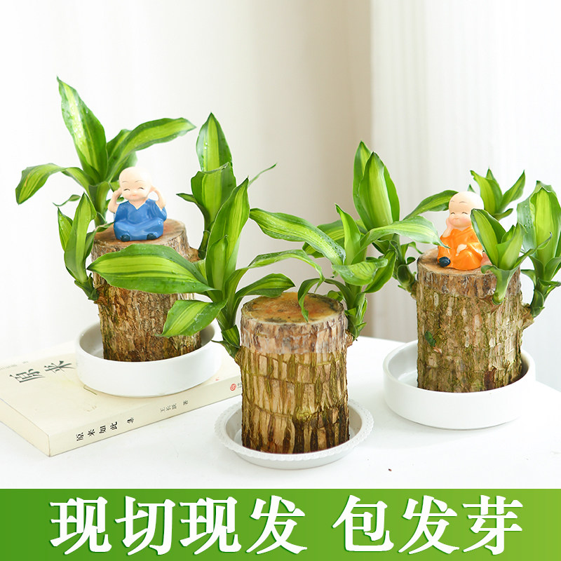 巴西木幸运木开花办公桌水培植物花卉室内水养格鲁特小树人好养活