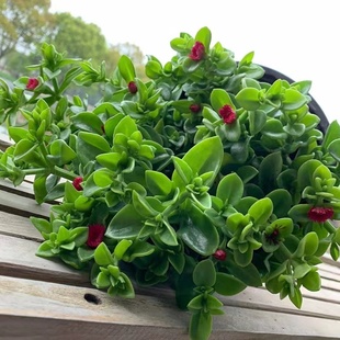 牡丹吊兰带花苞盆栽四季吊篮花卉植物垂吊大盆室内阳台绿植好养