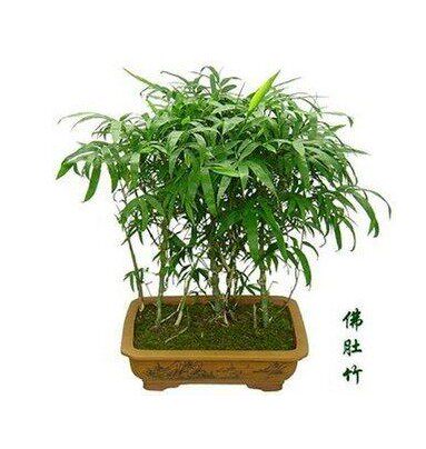 佛肚竹罗汉竹苗竹子佛肚竹盆景花卉 佛肚竹大苗