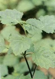 有机印度广藿香 植物原料 12月预团   测试链接 许诺言