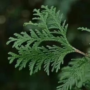 有机日本扁柏精油 日本 原料测试链接 12月预团 许诺言
