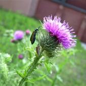 2月预团 有机水飞蓟籽油 原料测试链接 护gan 许诺言 欧洲南部