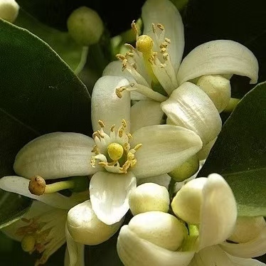 英国BF苦橙花精油 Base Formula 突尼斯 测试链接10月预团 许诺言