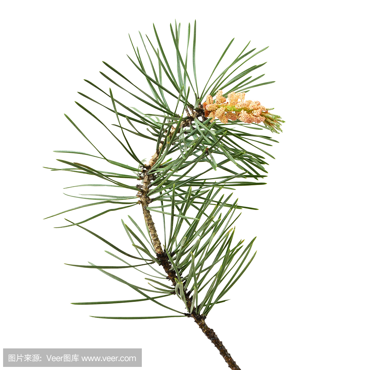 EDEN有机欧洲赤松精油  保加利亚 测试链接  许诺言