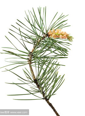 EDEN有机欧洲赤松精油  保加利亚 测试链接  许诺言