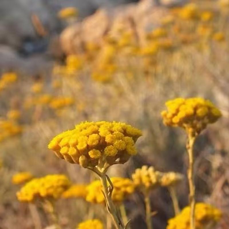 生机律动意大利永久花精油 法国科西嘉 2025预团 测试链接 许诺言