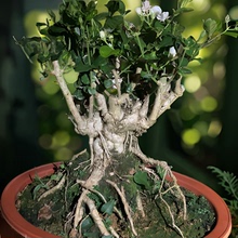 横州重瓣茉莉花老桩盆景当年开花阳台户外庭院绿植直播间一物一拍