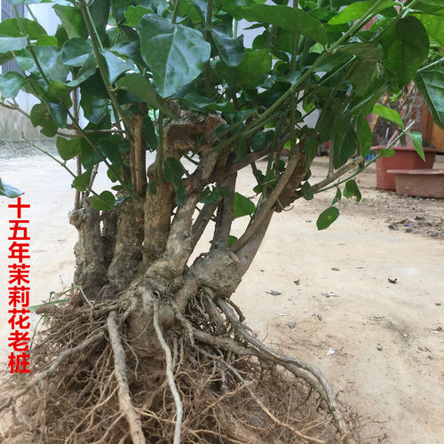 十五年白茉莉花老桩农户直销
