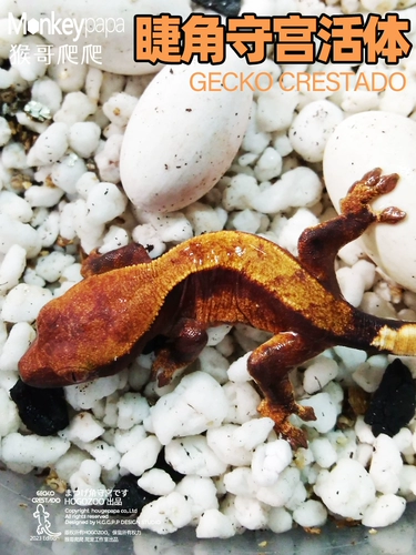 Живые ресницы Engle Palace поднимается