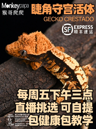 Живые ресницы Engle Palace поднимается