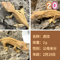 № 20 Тигровой шаблон 2G