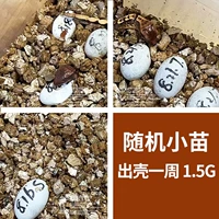 Случайные саженцы