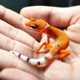 Леопардовый дворец -новичок «Получает, когда получается, когда получается, когда получается, когда получается, получая получение на маленьких ящерицах