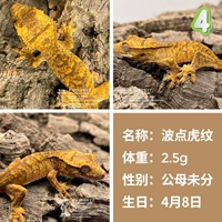 № 4 Тигровой шаблон 2.5G