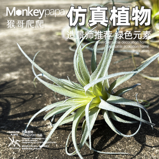 爬宠造景仿真植物守宫蜥蜴蛇饲养箱空气凤梨垂坠假植