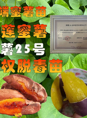 烟薯25号蜜薯苗榴莲红薯苗紫薯秧