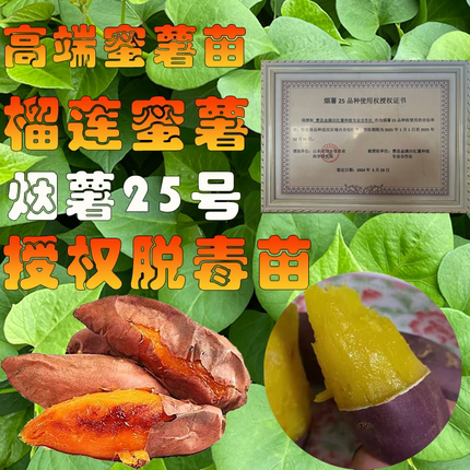 烟薯25红薯苗农科院蜜薯苗榴莲蜜薯种苗山东紫薯秧苗板栗薯山芋苗
