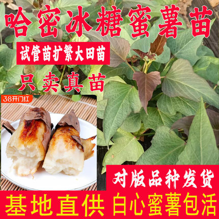 哈密红薯苗秧冰糖心蜜薯苗白心番薯藤脱毒薯苗高产淀粉地瓜秧苗