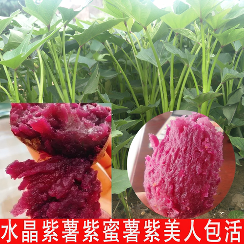紫薯苗紫罗兰红薯苗紫美人