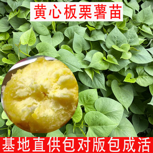 正宗板栗红薯苗黄心番薯苗济薯26秧苗高产地瓜秧苗农科院脱毒薯苗