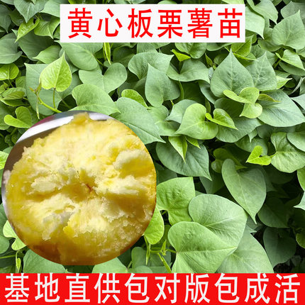 正宗板栗红薯苗黄心番薯苗济薯26秧苗高产地瓜秧苗农科院脱毒薯苗