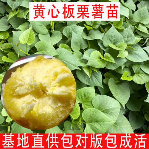 板栗薯苗黄心地瓜苗济薯26红薯苗
