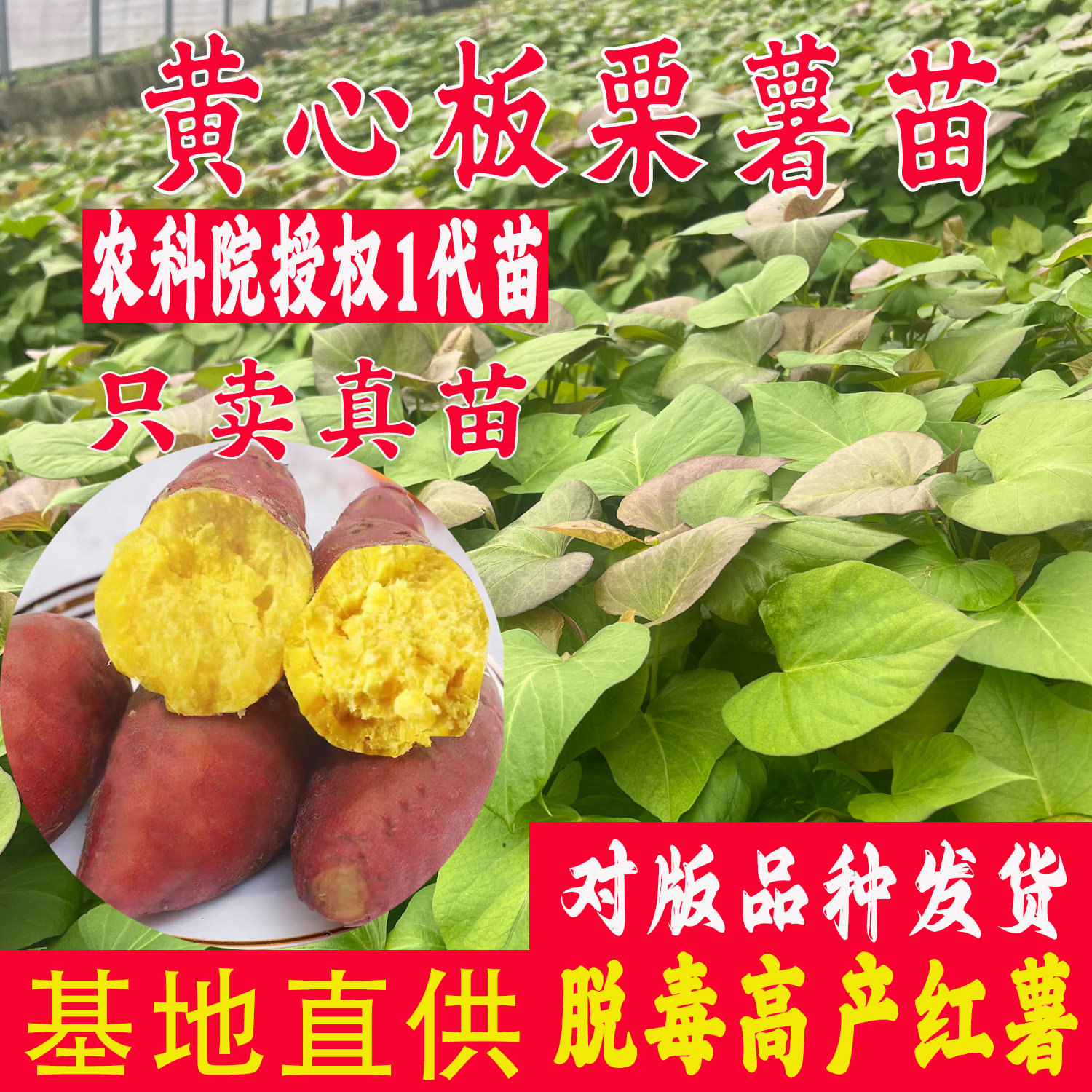 板栗薯苗脱毒红薯苗济薯26蛋黄心地瓜苗脱毒番薯种苗高产山芋秧