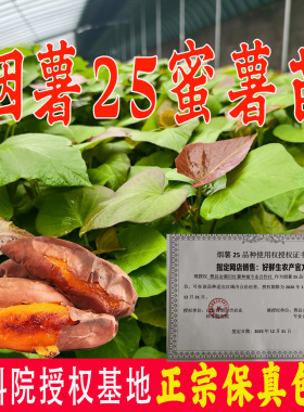 山东正宗烟薯25号苗 红薯苗秧苗批发 蜜薯苗地瓜苗秧番薯苗山芋苗