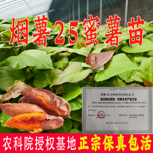 山东正宗烟薯25号苗 蜜薯苗地瓜苗秧番薯苗山芋苗 红薯苗秧苗批发