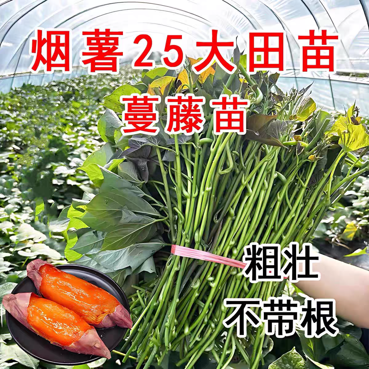 烟薯25号蜜薯苗脱毒红薯苗高产番薯苗农科院地瓜秧苗大田山芋藤苗