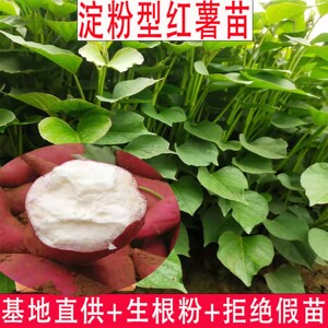 淀粉红薯板栗白心番薯苗