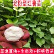 淀粉红薯板栗薯苗番薯苗高产红薯苗脱毒山芋苗商薯19地瓜藤济薯25