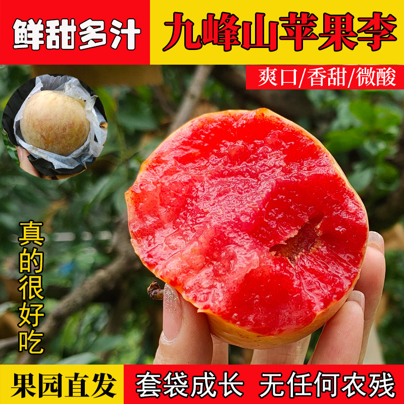 乐昌九峰山苹果李子新鲜现摘当季孕妇水果爽口脆甜红心芙蓉李大果