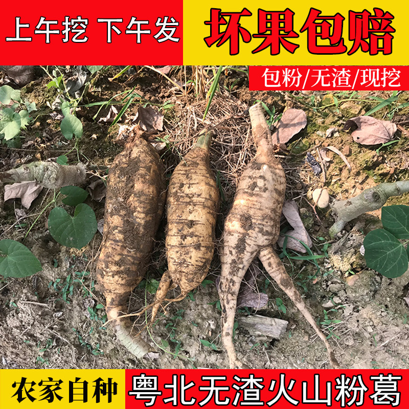 粤北无渣火山粉葛葛根