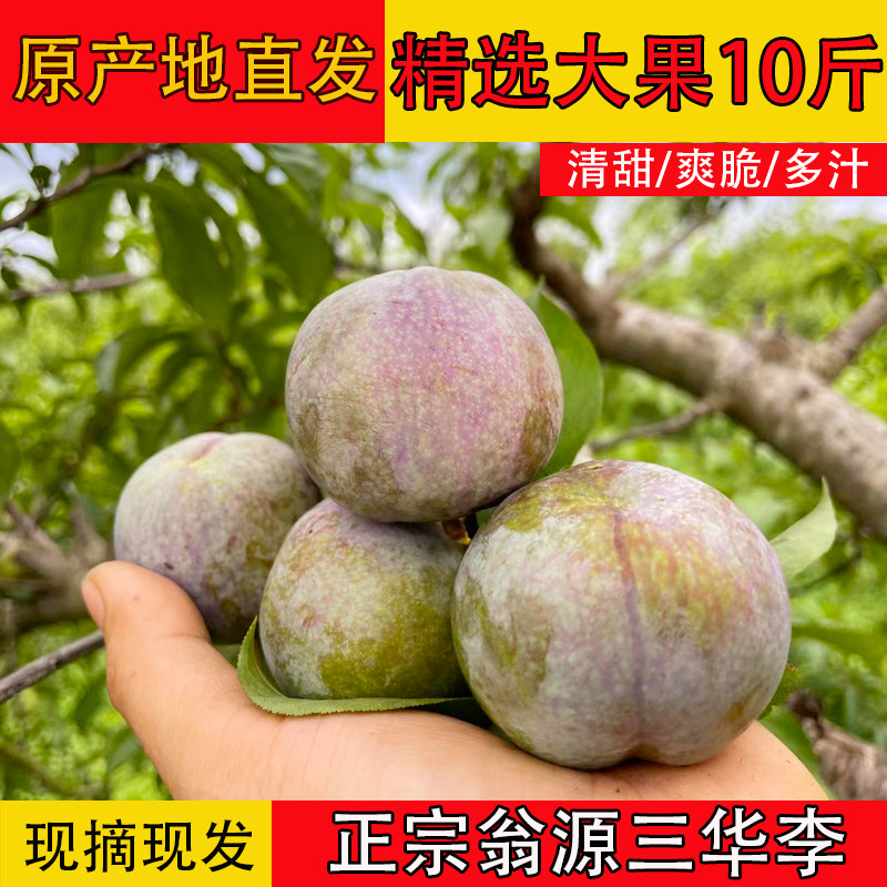 精选大果正宗翁源三华李脆甜新鲜现摘孕妇水果脆李子红心李子韶关