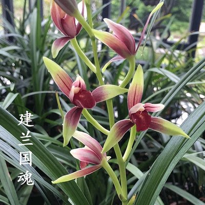 新客减兰花盆栽植物室内名贵四季建兰国魂无花苞好养浓香精品花卉