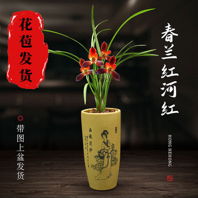 红河红兰花春兰浓香盆栽