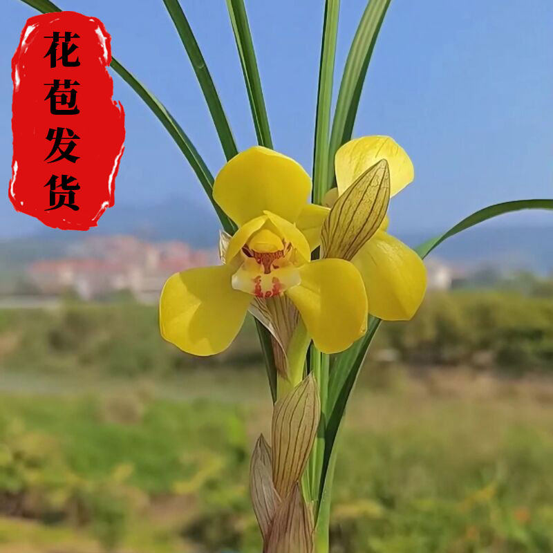 兰花春兰富贵之光带花苞阳台窗台名贵书房卧室客厅绿植盆栽兰花苗