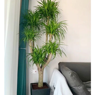 龙血树客厅绿植盆栽室内吸甲醛办公室大型四季常青阳台植物好养活