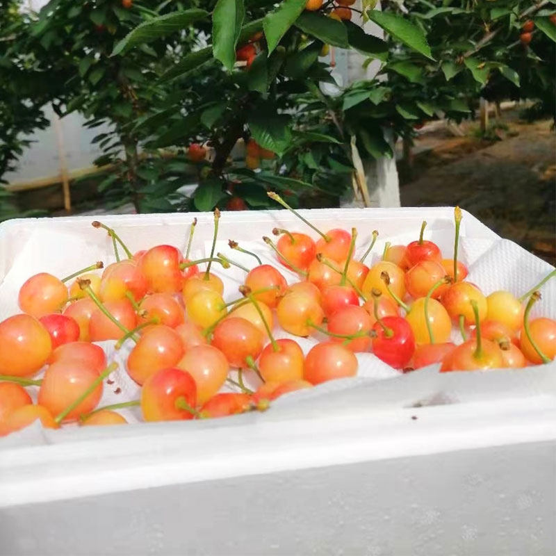 山东烟台黄蜜樱桃新鲜水果黄水晶现摘现发软甜黄车顺丰四月上市