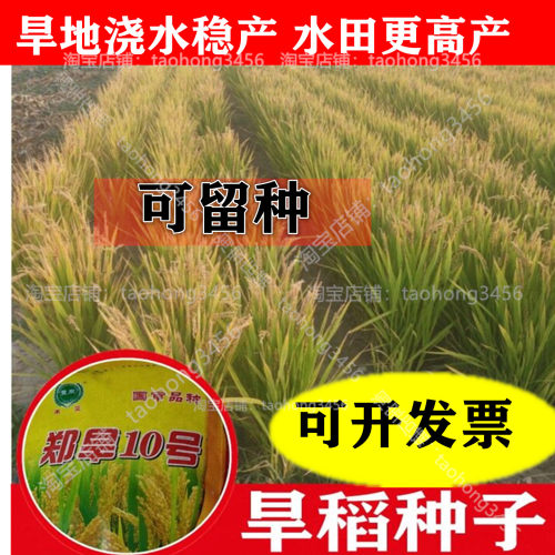国审圆粒旱稻种子优质高产可留种