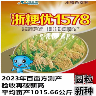 国审杂交水稻种子浙粳优1578比旱优73高产优质杂交粳谷种圆粒新种