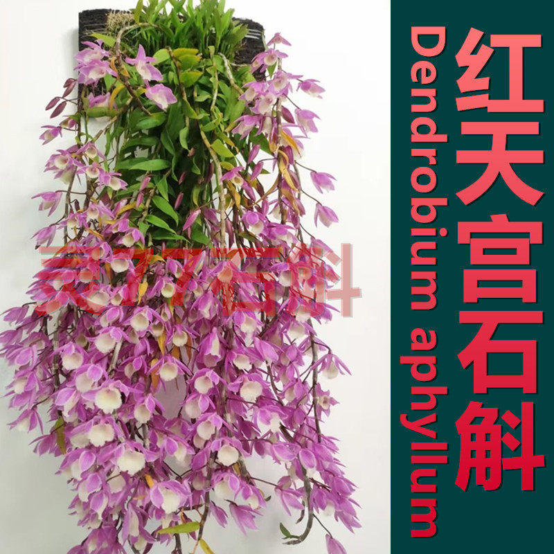 红天宫石斛 种植成活木板一板 春夏开花 深粉色花朵 一板包邮