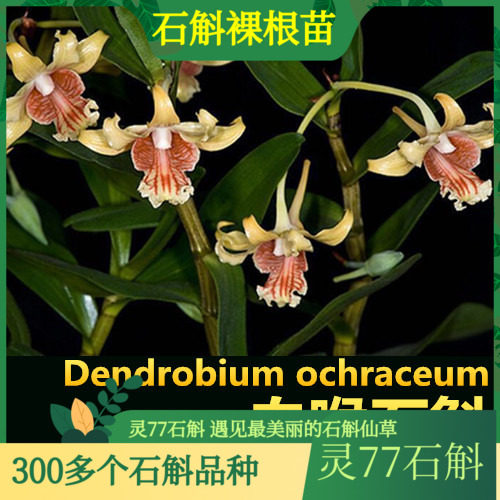 血喉石斛苗 石斛兰花绿植盆栽石斛苗 花寿2-3个月 500克一斤包邮