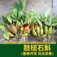 鼓槌石斛苗 500克一斤 石斛兰花绿植盆栽石斛苗