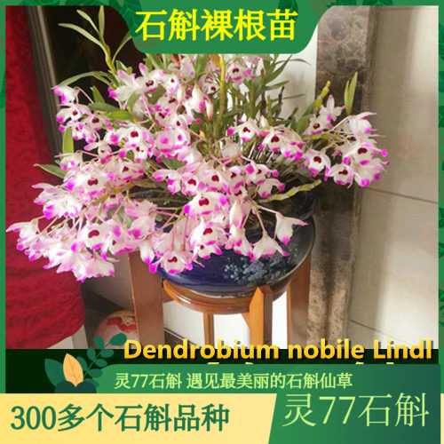 金钗石斛 石斛兰花绿植盆栽石斛苗  500克一斤